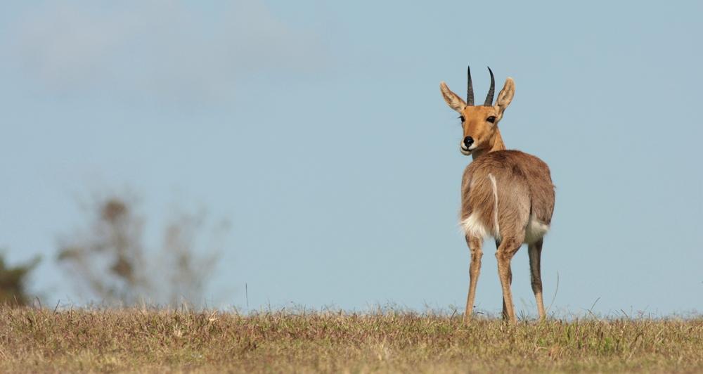 Hunting Mountain Reedbuck In African