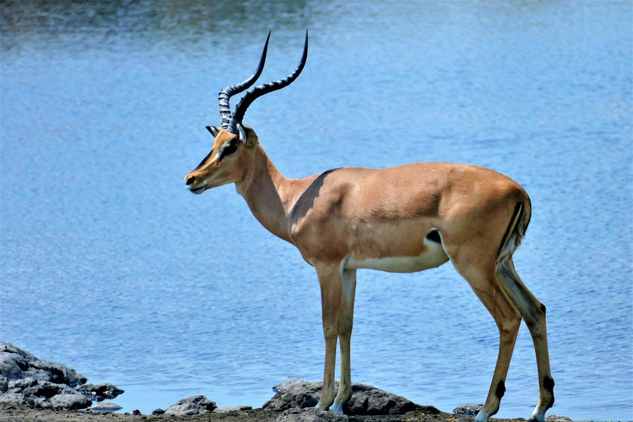 Targeting The Black-Faced Impala