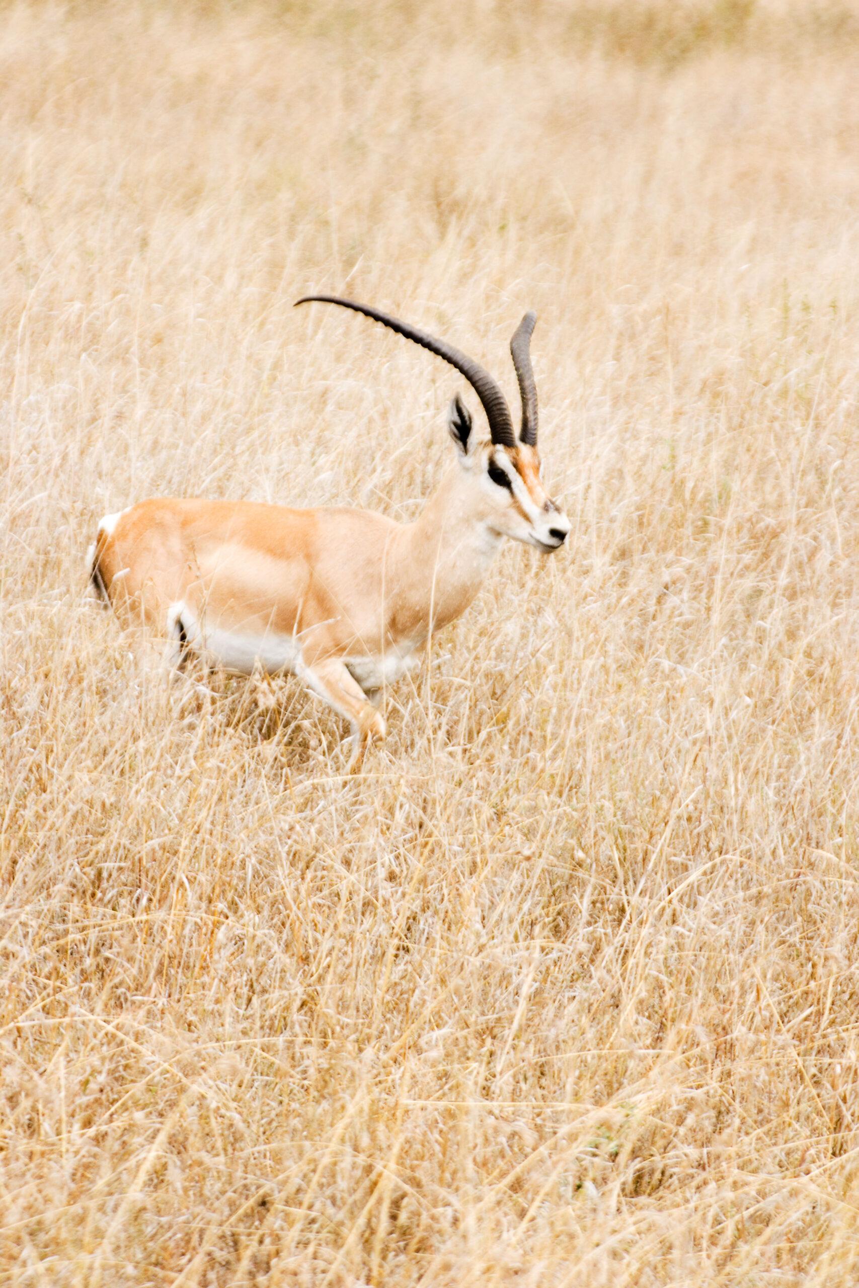 Targeting Robert’s Gazelle Hunting In Africa