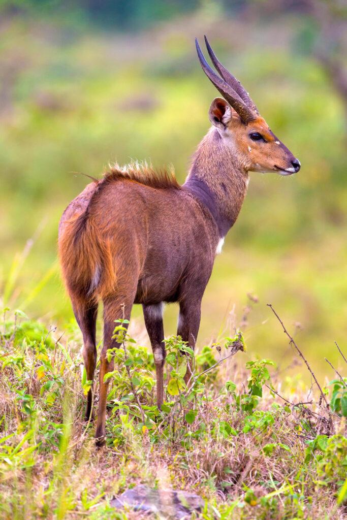 EAST AFRICAN BUSHBUCK