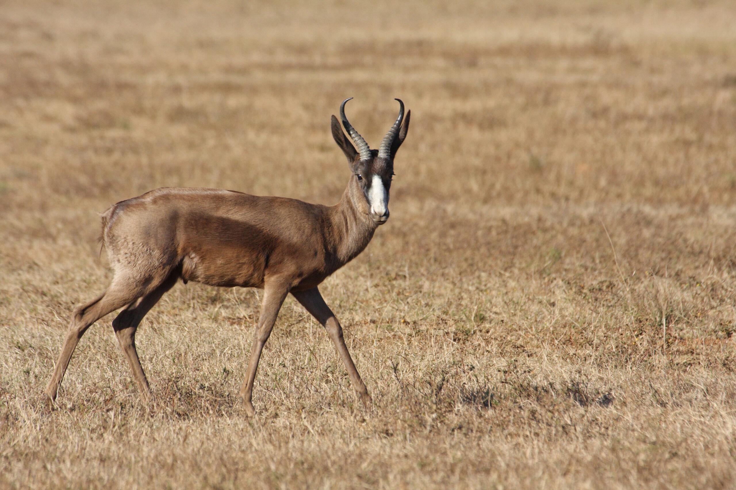 African Hunting The Black Springbok
