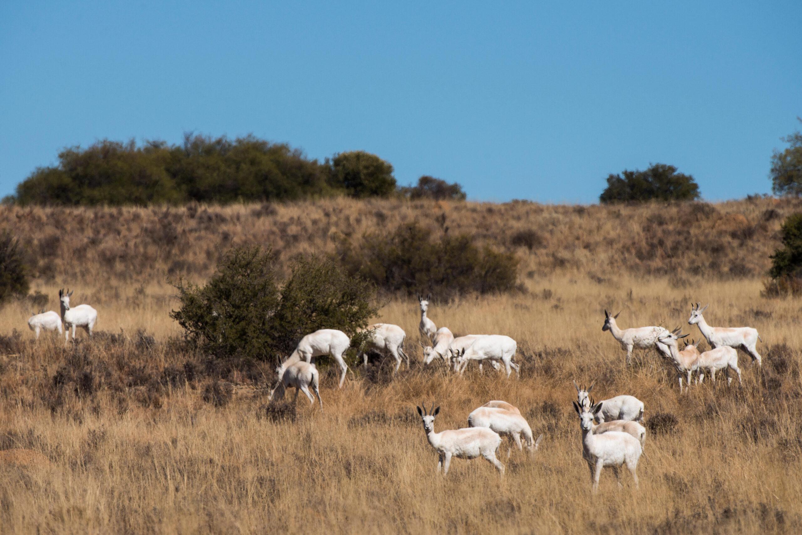 African Hunting The White Springbok