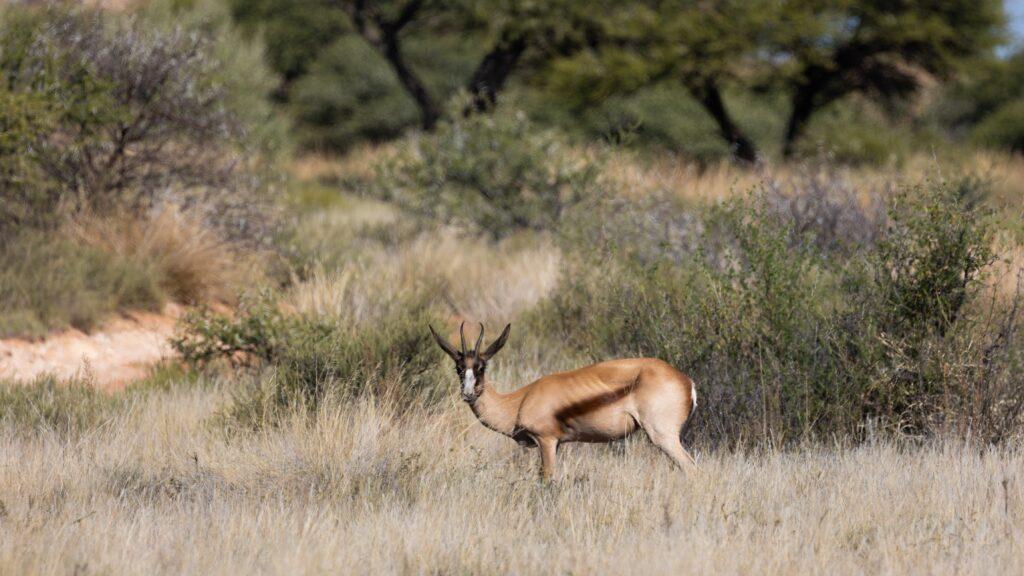 COPPER SPRINGBOK