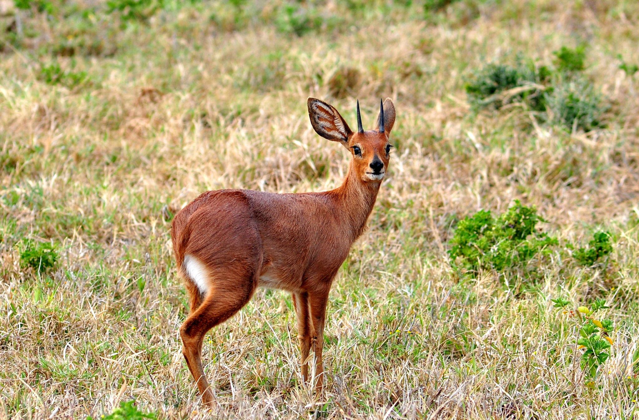 Cape Grysbok Hunting In South Africa