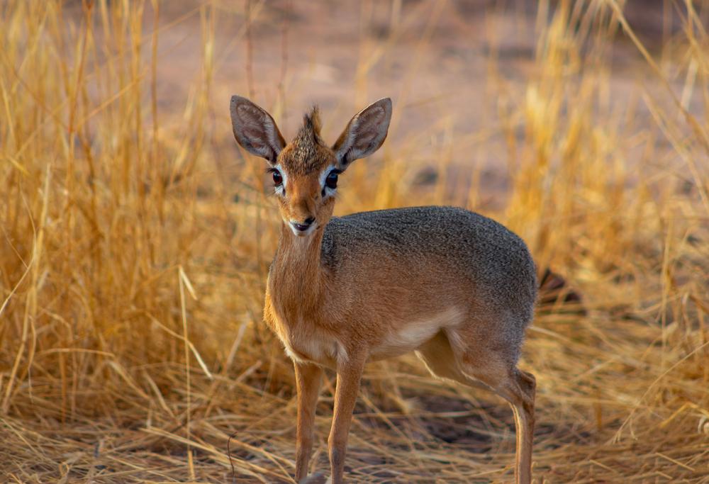 Damara Dik-Dik Hunting In Africa