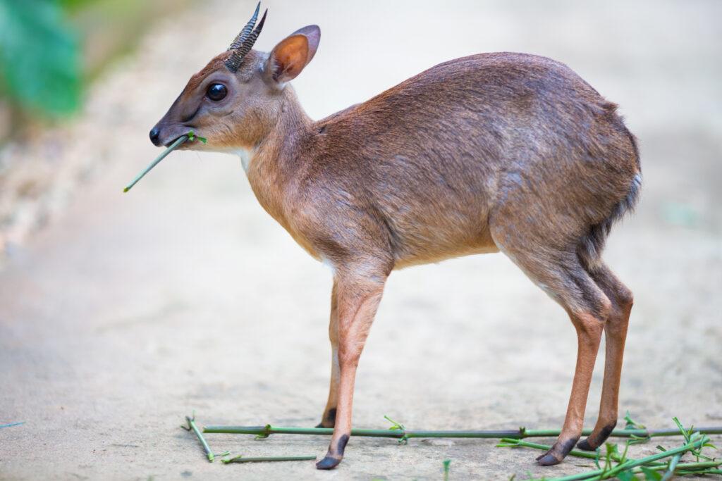 ROYAL ANTELOPE