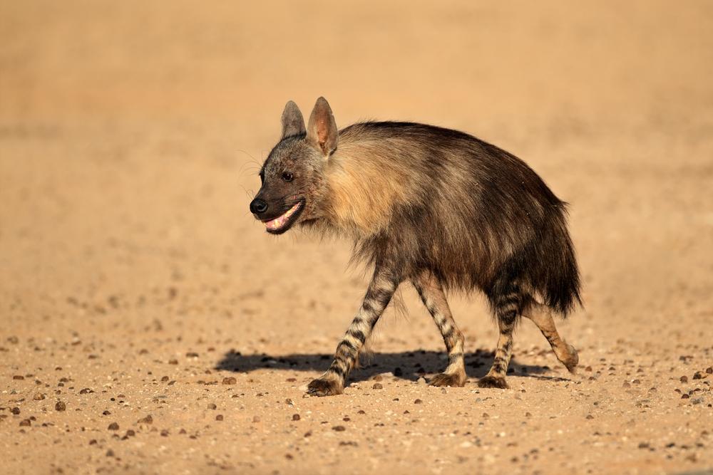 BROWN HYENA