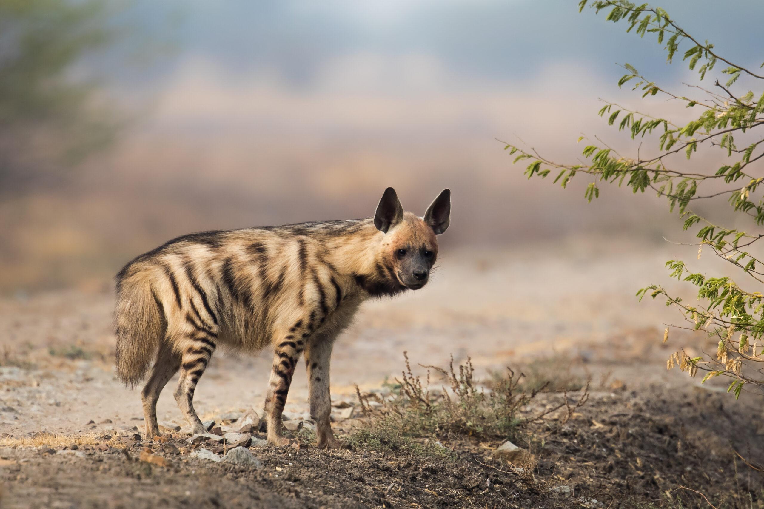 Hunting The Striped Hyena In Africa