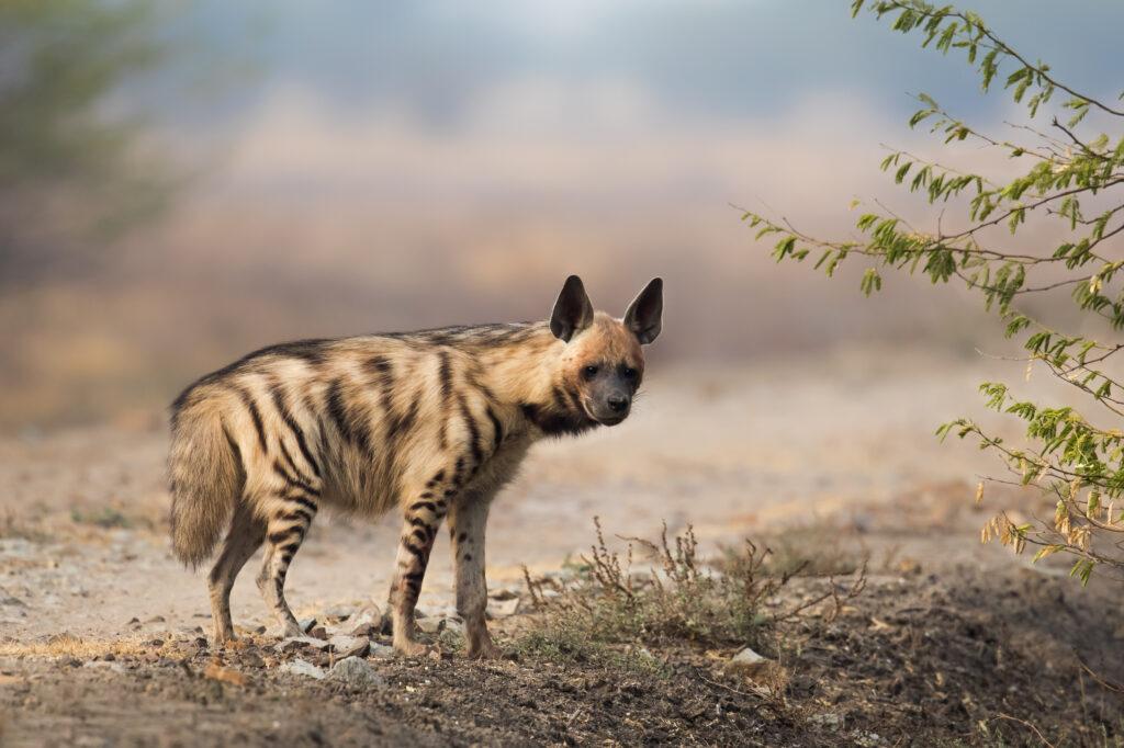 STRIPED HYENA