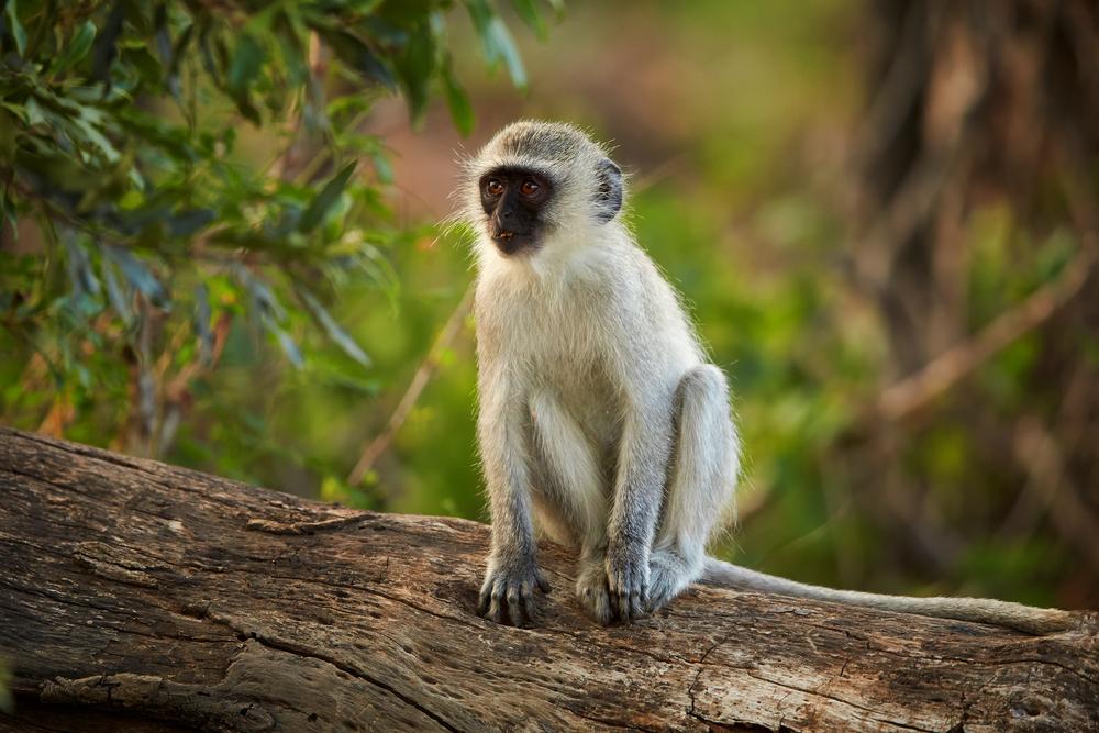 Vervet Monkey Hunting In Africa