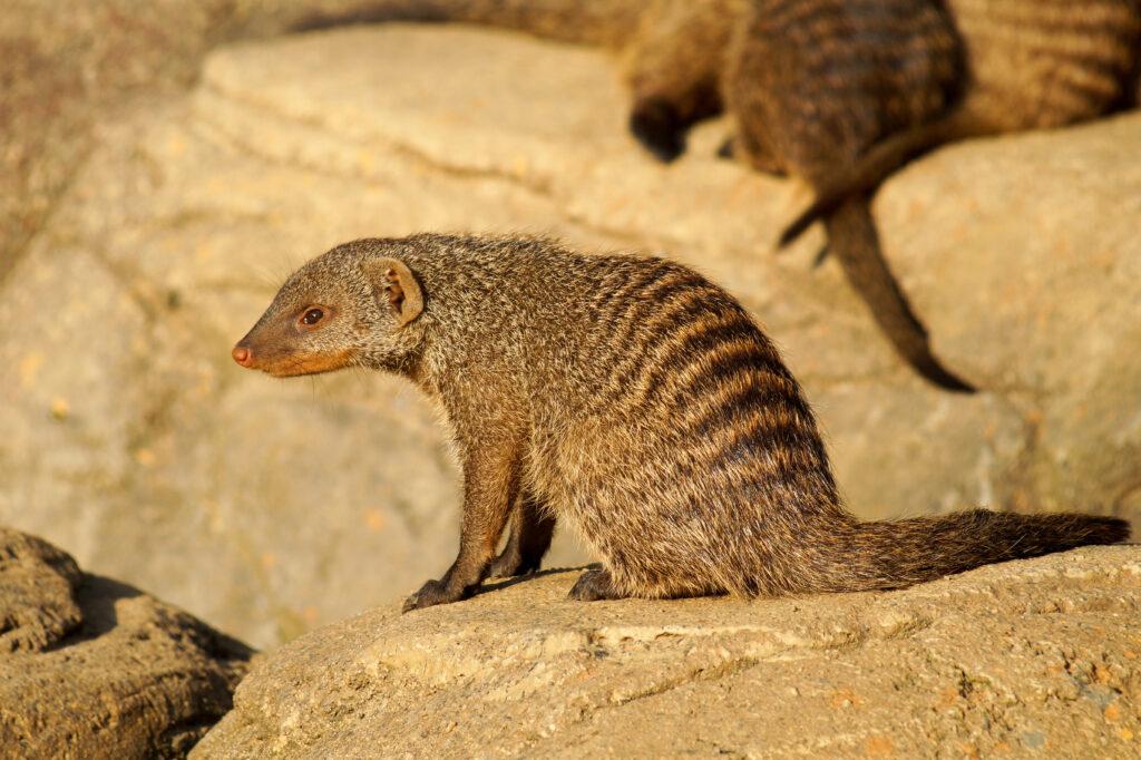 BANDED MONGOOSE