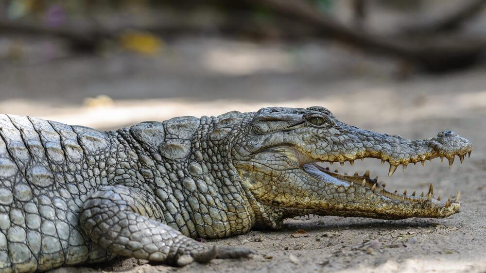 WEST AFRICAN CROCODILE