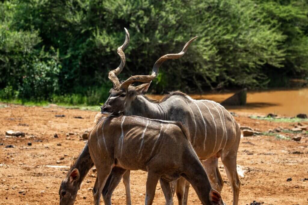 Shot Placement on Large Antelope