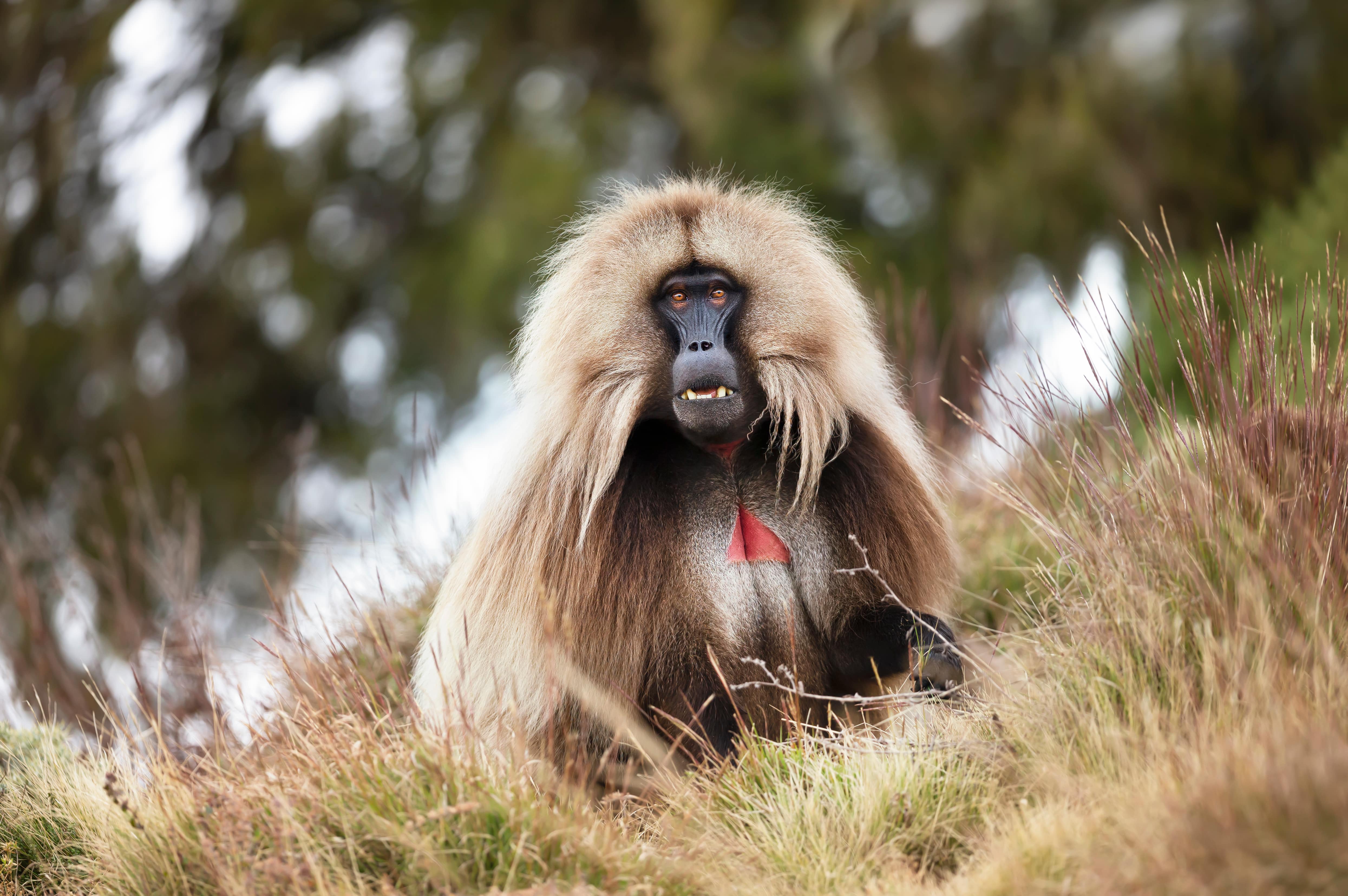 GELADA MONKEY