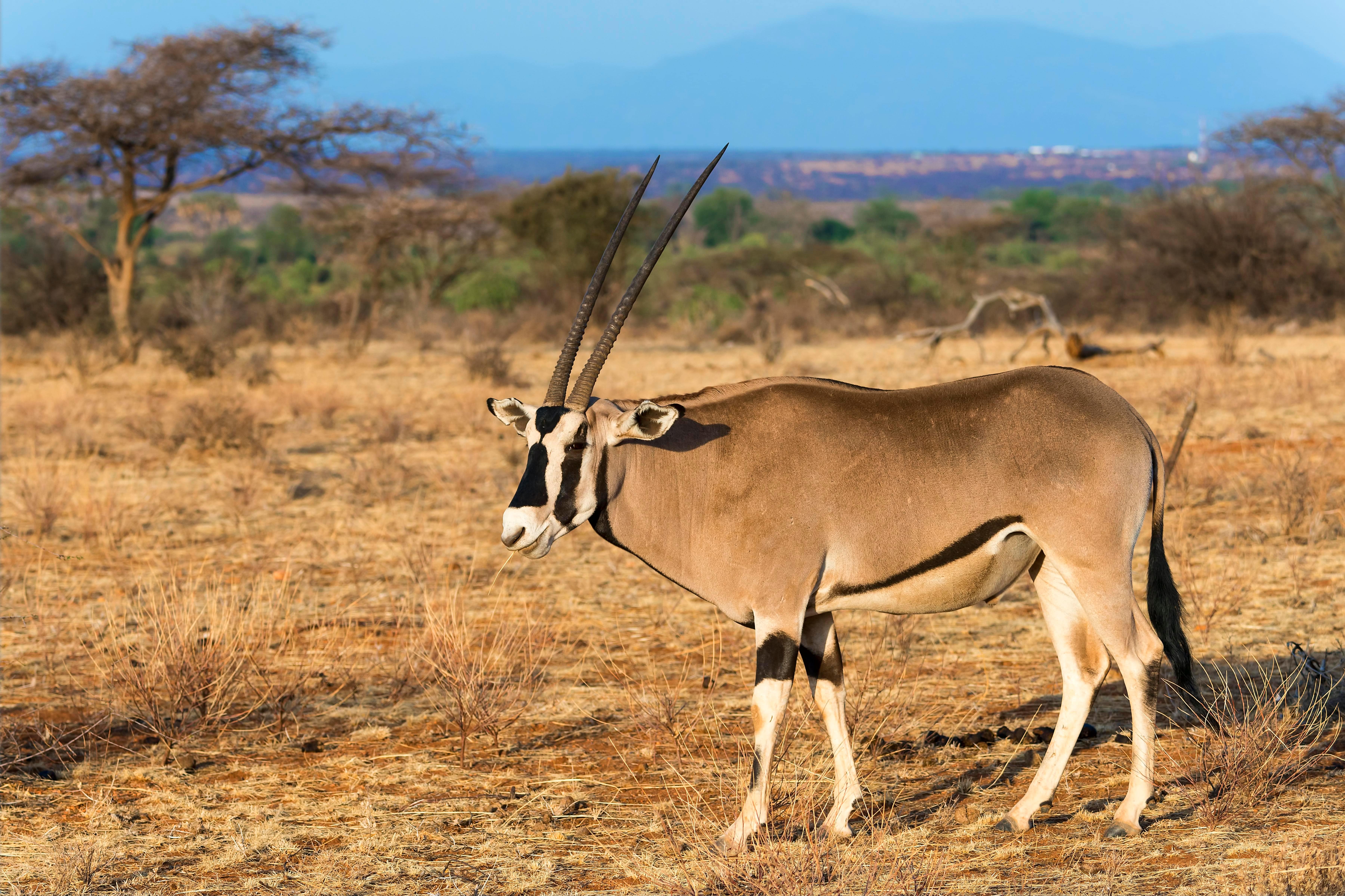 BEISA ORYX HUNTING