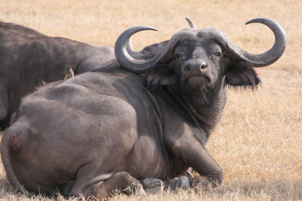 Expert Buffalo Hunting Safaris With GameHuntingSafaris.com
