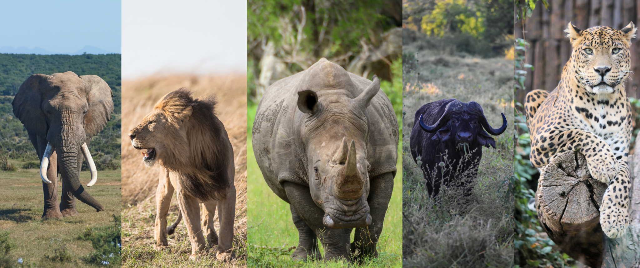 The Ultimate Guide to Big Game Hunting in Africa: From Lions to Baboons with Game Hunting Safaris