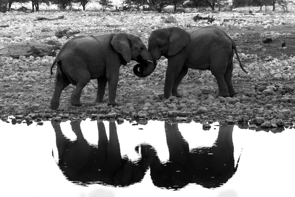 Elephant Hunting in Zimbabwe: A Guide to Ethical and Sustainable Game Hunting Safaris