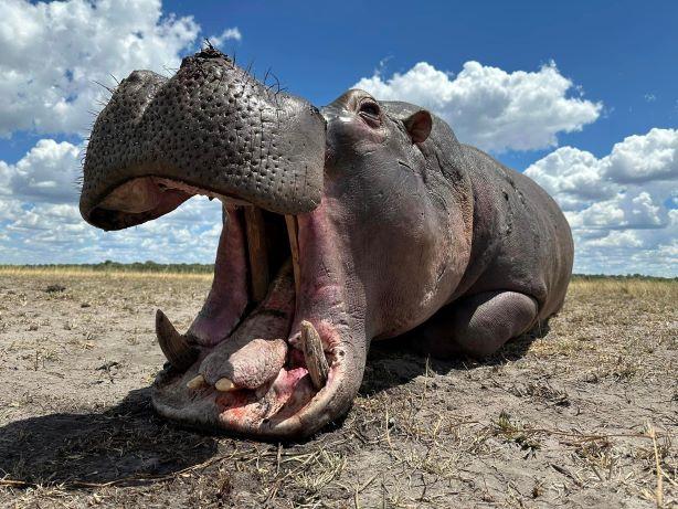 What Animal Hunts A Hippo? Unveiling Predators And Game Hunting Insights