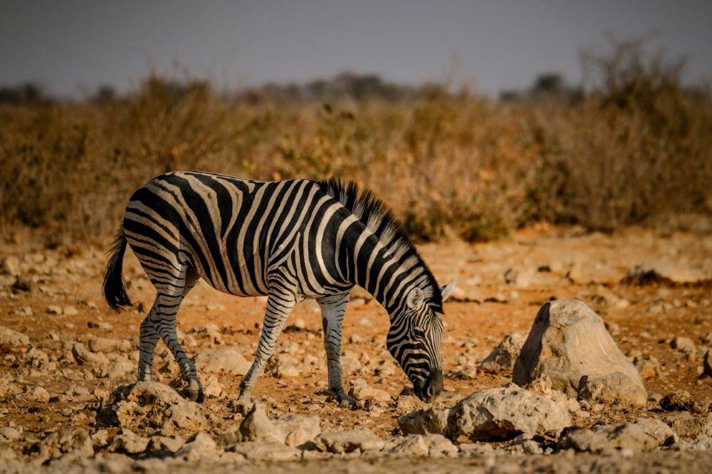 A Hunt In Namibia In Times Of Drought: A Desert Gone Dry
