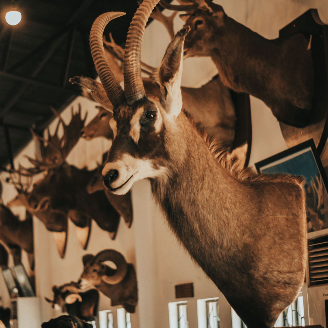 Trophy Import Bans In US Politics: Impact On Game Hunting Safaris And Conservation Efforts