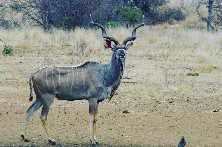Finding, Booking & Enjoying Discount African Hunts