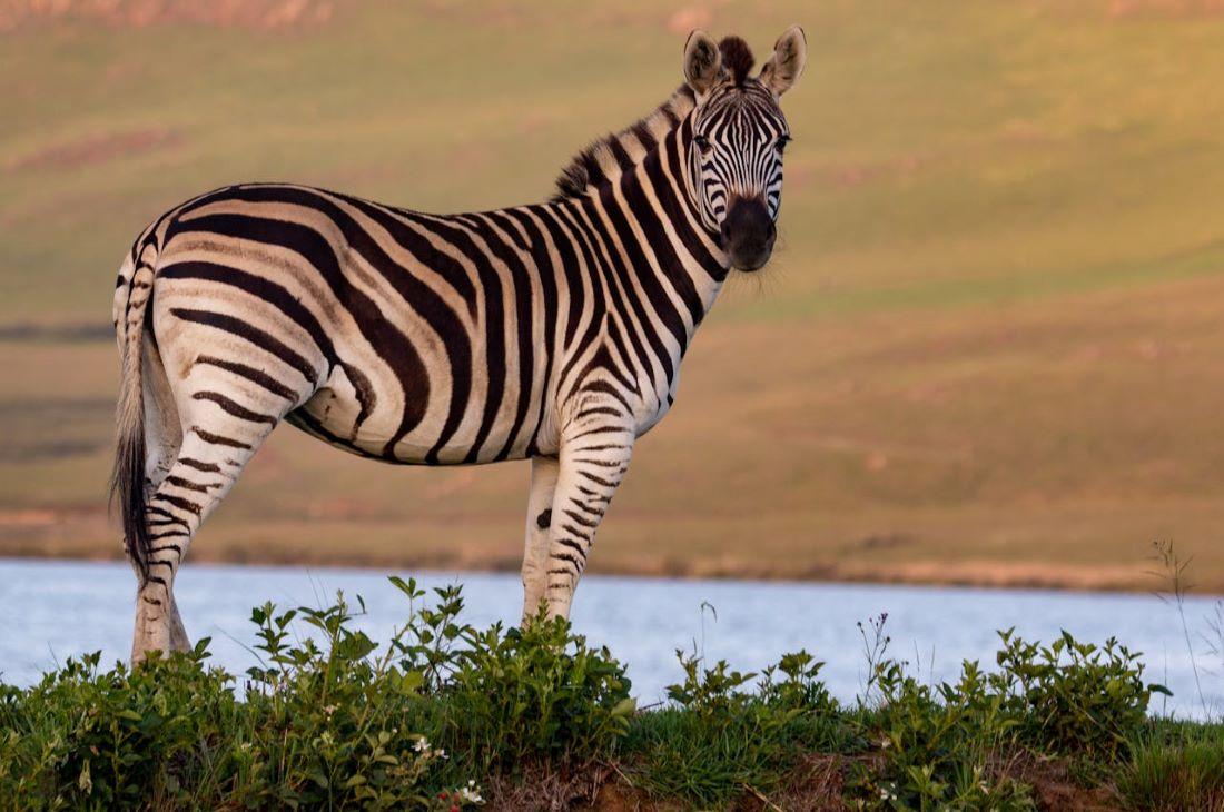 Zebra Hunting: Pursuing Stripes On The African Savanna