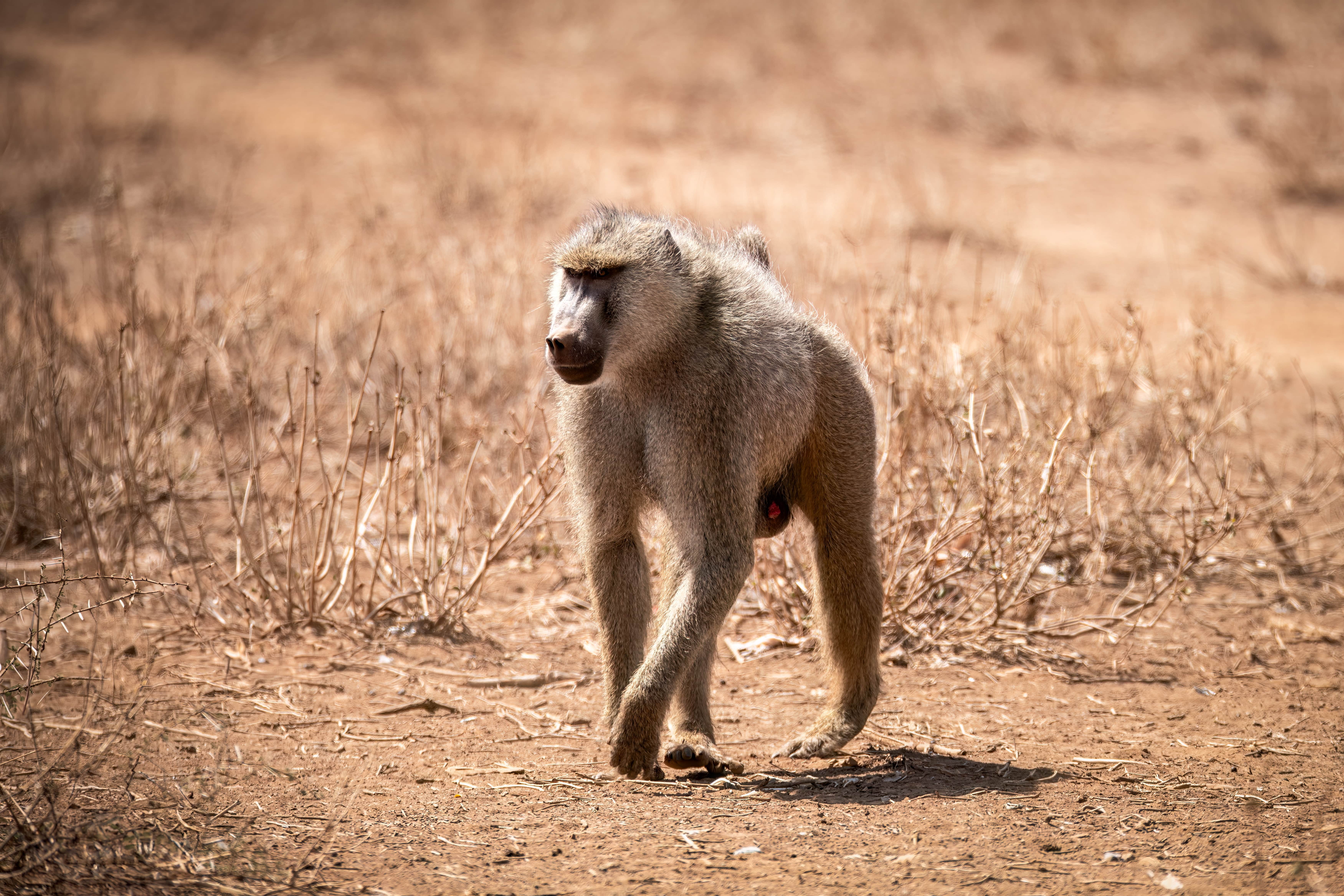 YELLOW BABOON