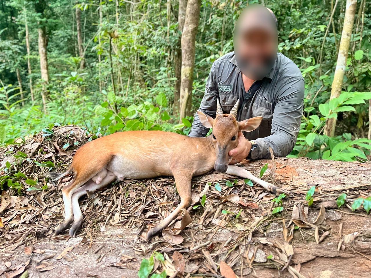 Targeting The Ogilby’s Duiker On An African Hunt