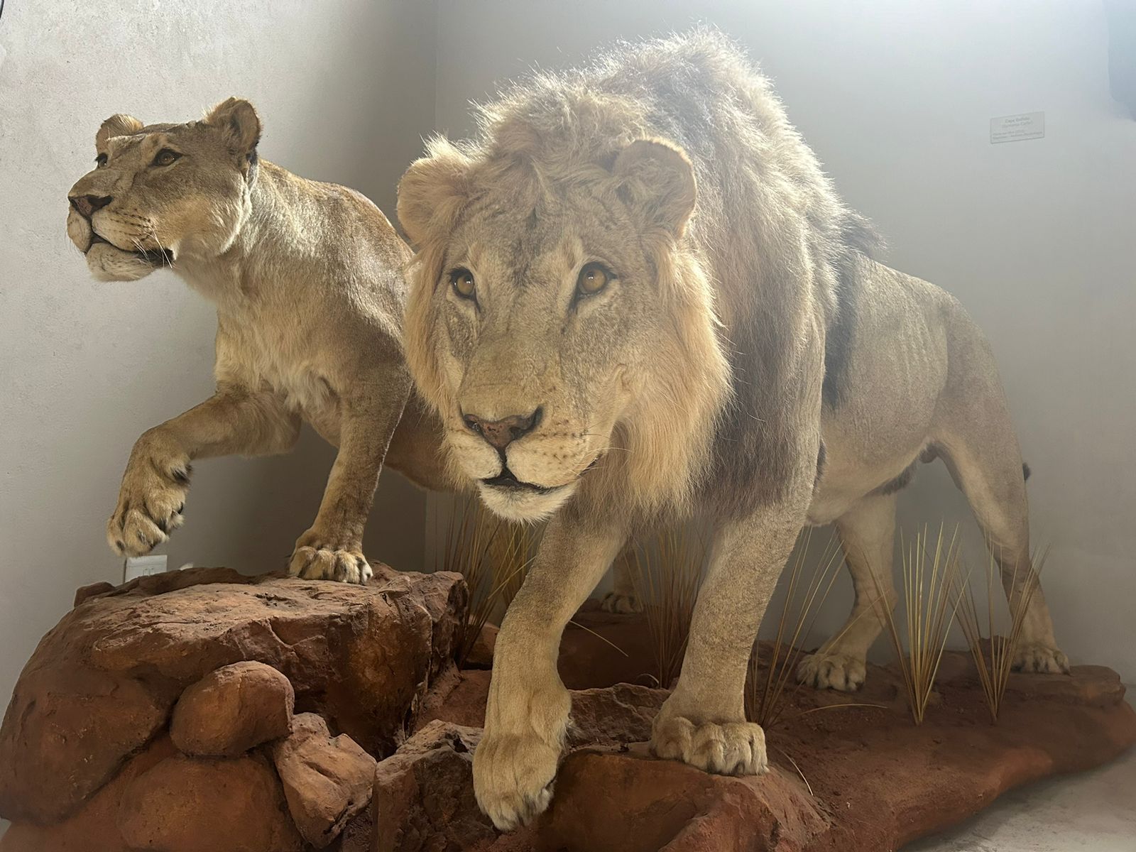 Taxidermy For African Hunts