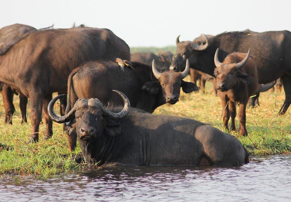 Tips When Buffalo Hunting In Zimbabwe