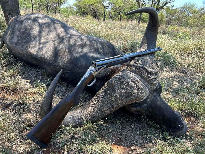 Zimbabwe Buffalo Hunting: Essential Tips For First-Timers