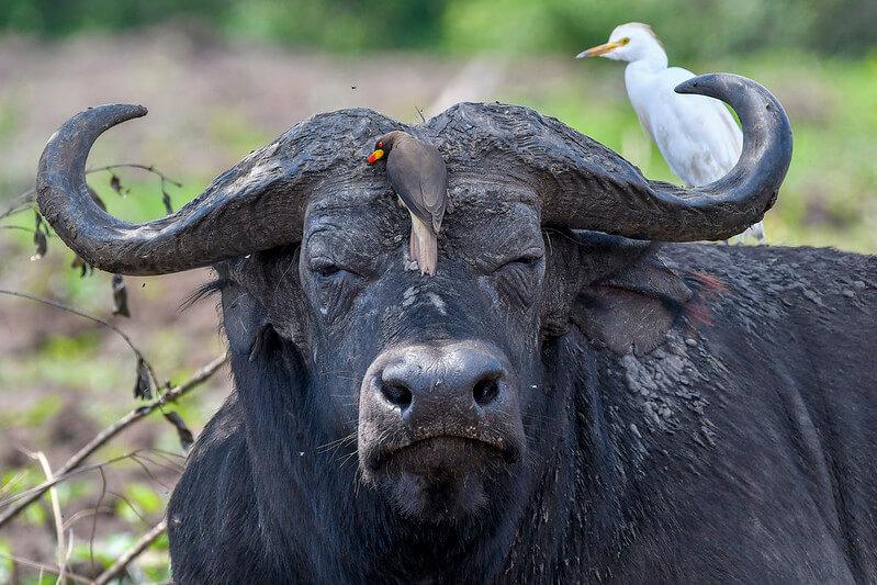 Hunting In Uganda: Unique Species, Exquisite Landscapes & Challenging Safaris