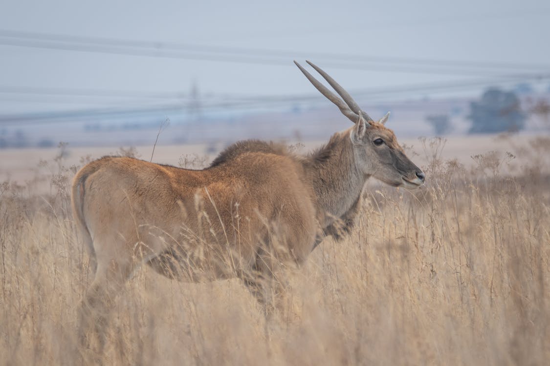 Tracking Giants: The Ultimate Guide To Eland Hunting