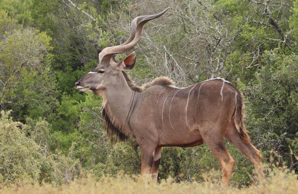 Kudu Hunts: Targeting Africa’s Elusive Gray Ghost