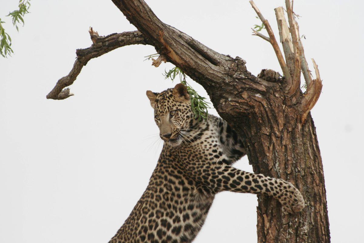Where Is The Best Destination To Go Leopard Hunting In Africa?