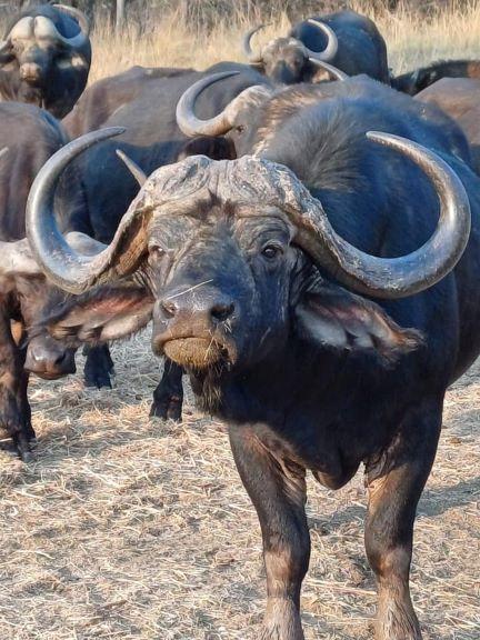 Why Do They Hunt Cape Buffalo? Insights From Game Hunting Safaris
