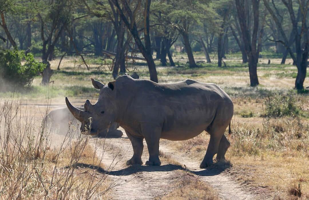 Big Game Hunting In Africa: A Hunter’s Dream Safari