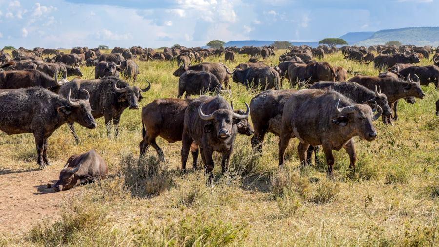 Cape Buffalo Hunts: Immortalizing Your Prized Trophy