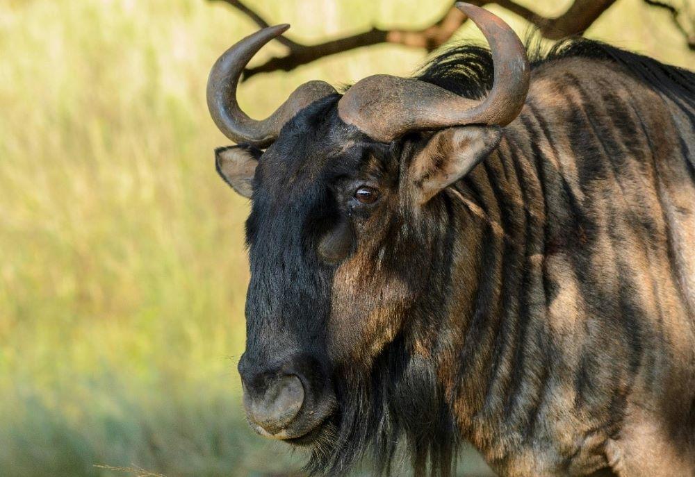 The A-Z Of A Blue Wildebeest Hunting Safari