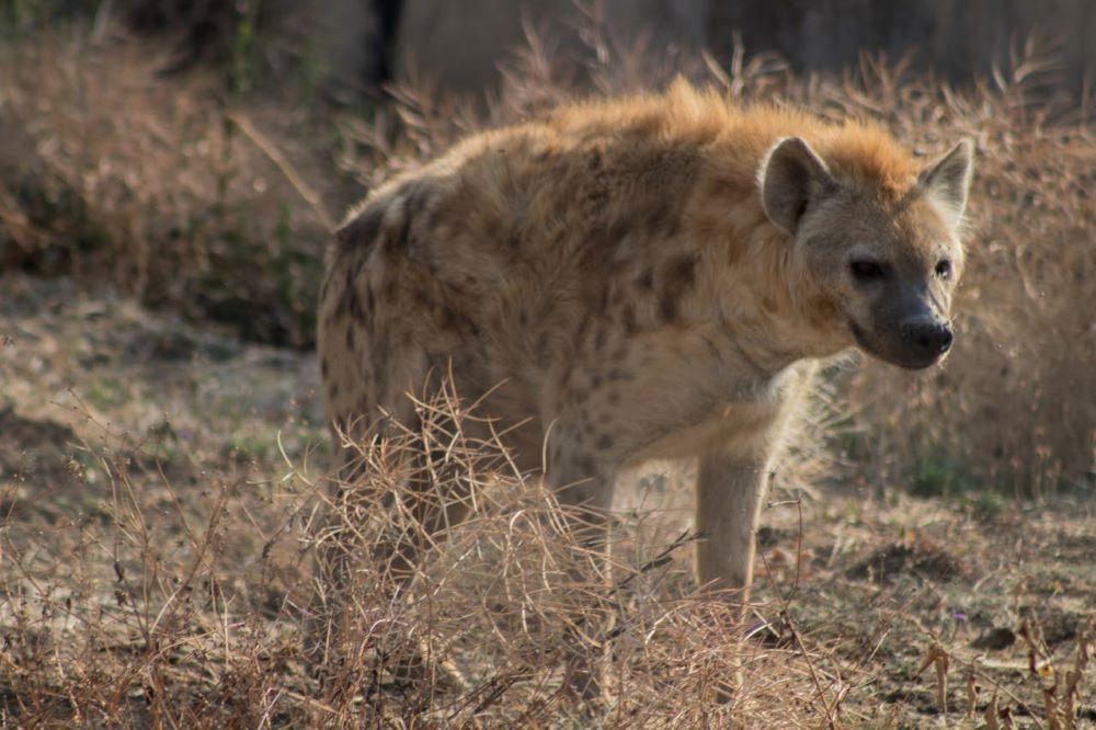 Hyena Hunting Part 1: History, Myths & Hunts