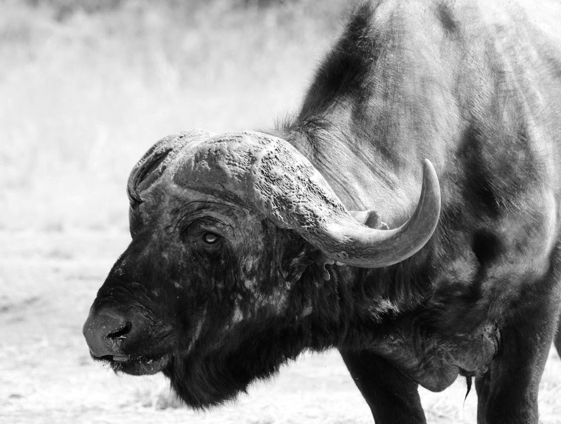 The Thrill Of Free-Range Cape Buffalo Hunting In Zimbabwe