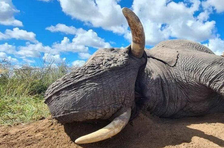 Navigating The Controversy Of Elephant Hunting In Zimbabwe