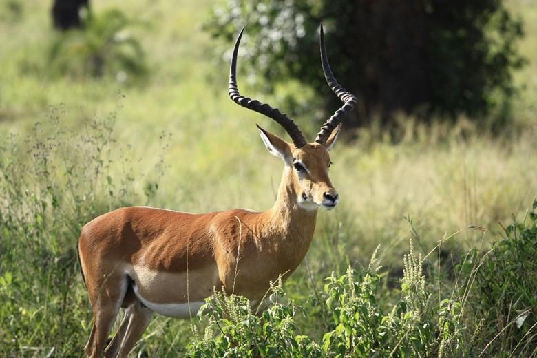 The Beginner’s Guide To Africa Hunts And Hunting