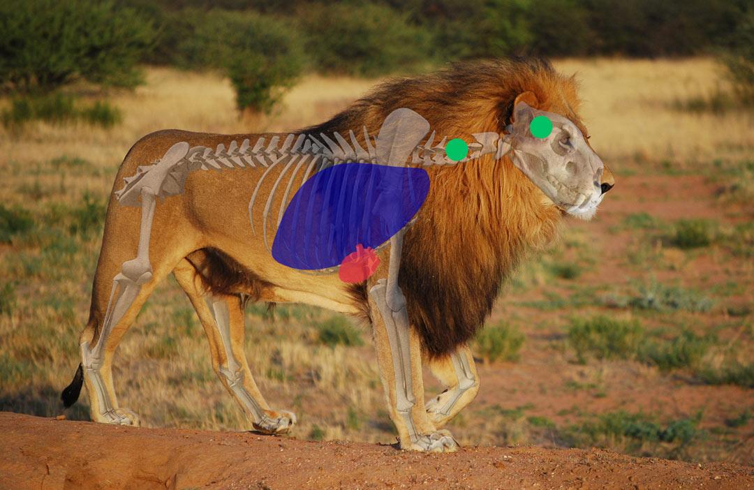 Shot Placement, The Pressure, And The Pinnacle Moment