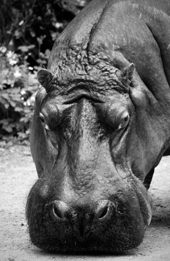 Planning Some Hippo Hunts? On Land Vs. In The Water