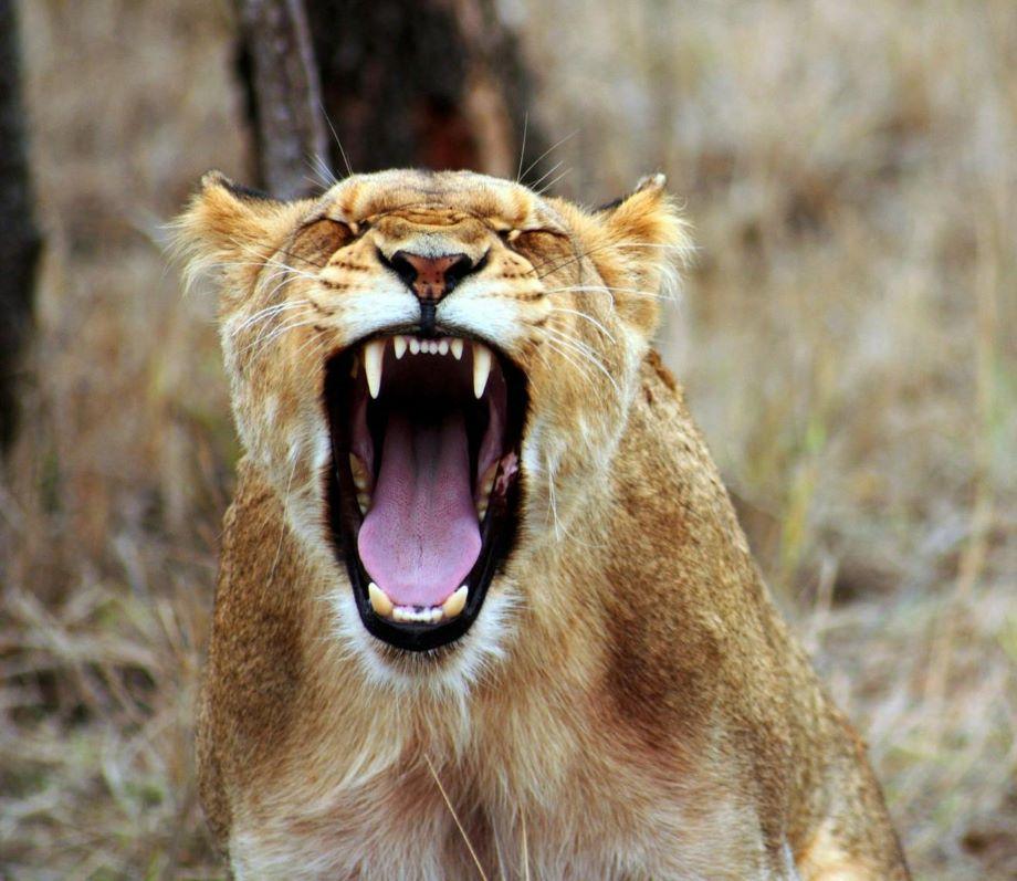 Dangerous Game Hunting, A Pinnacle Safari Adventure