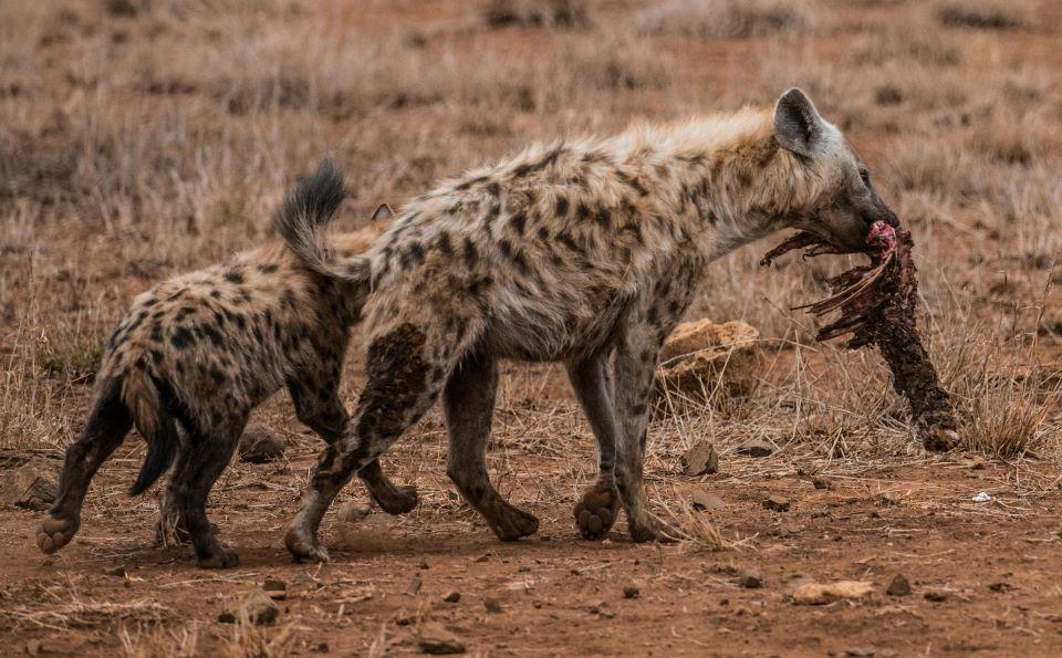 Hyena Hunting And The Unfavorable Scoreboard: Part 2