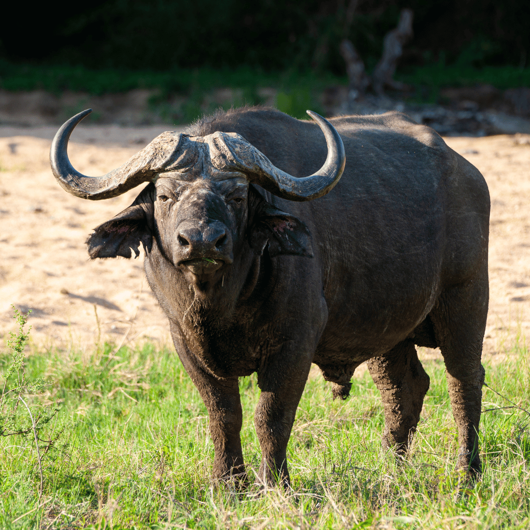 Cape Buffalo Hunting Tips for Texas Sportsmen