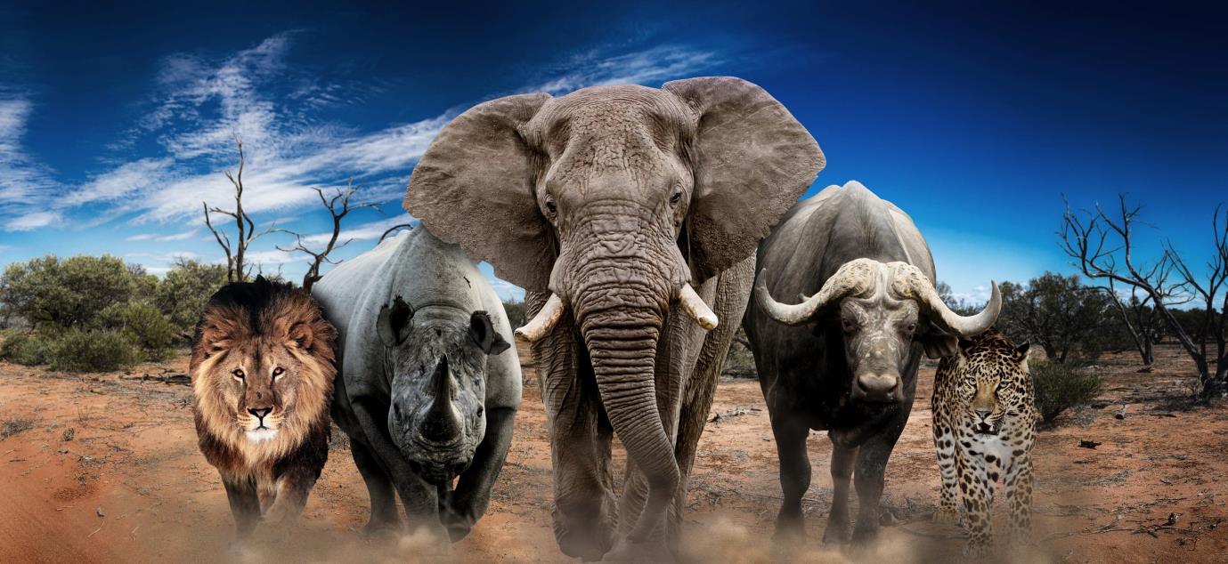 An Overview of The African Big 5 Hunt Cost